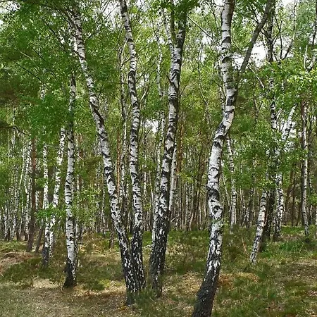 Kemperberg דירה ארנהיים